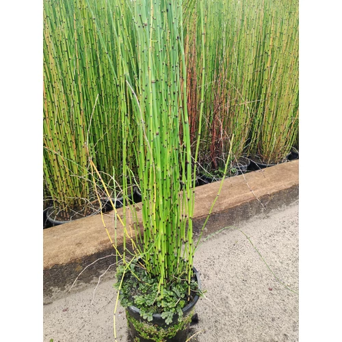 Equisetum japonicum japán zsurló 9x9- es cserépben