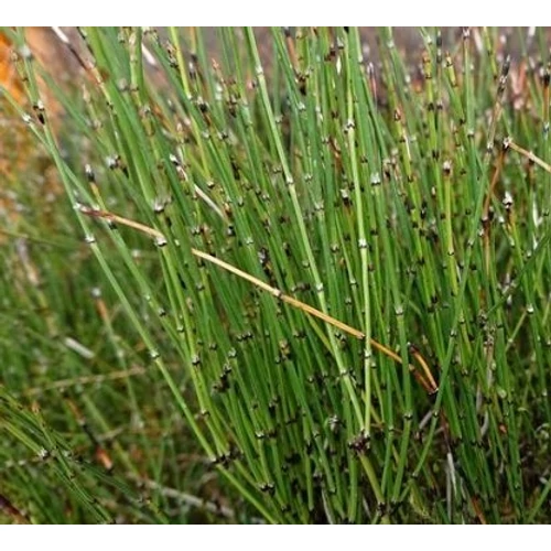 Equisetum scirpoides - Törpe zsurló - kerti tavi növény