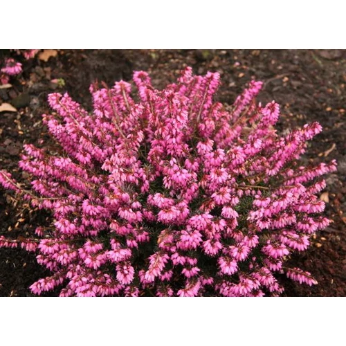 Erica carnea 'Atrorubra' (Alpesi hanga)