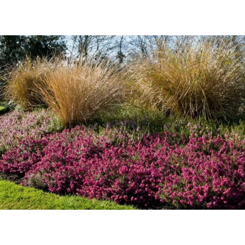 Erica carnea 'Challenger' (Alpesi hanga)