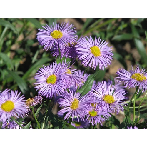 Erigeron  'Foerster's Liebling' (Küllőrojt)