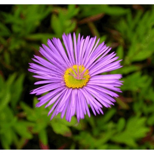 Erigeron hybride 'Dunkelste Aller' (Küllőrojt)