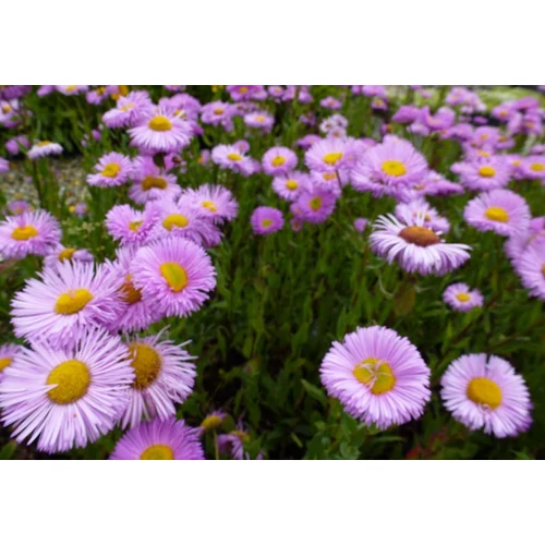 Erigeron hybride 'Rosa Juwel' (Küllőrojt)