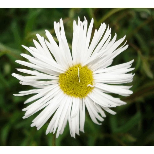 Erigeron hybride 'Sommerneuschnee' (Küllőrojt)