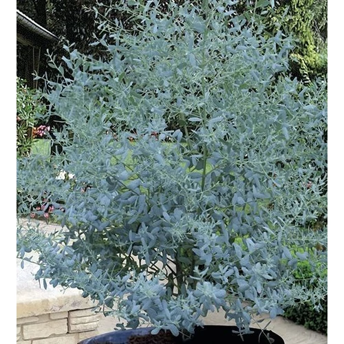 Eucalyptus gunnii – Kerti eukaliptusz