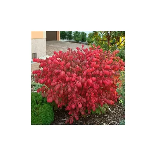 Euonymus alatus 'Compactus' - Törpe szárnyas kecskerágó