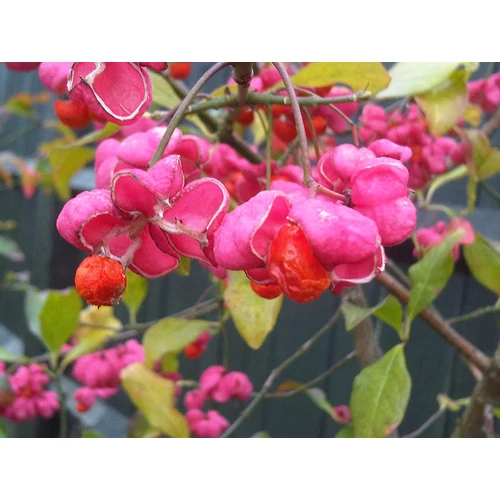 Euonymus europaeus - Csíkos kecskerágó