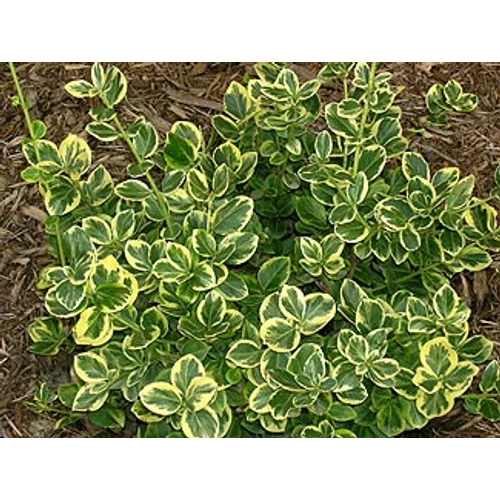 Euonymus fortunei 'Canadale Gold' - Arany kúszó kecskerágó