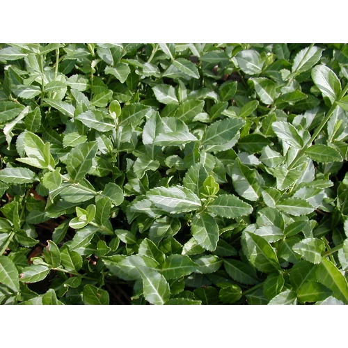 Euonymus fortunei 'Coloratus' - Zöld levelű kecskerágó