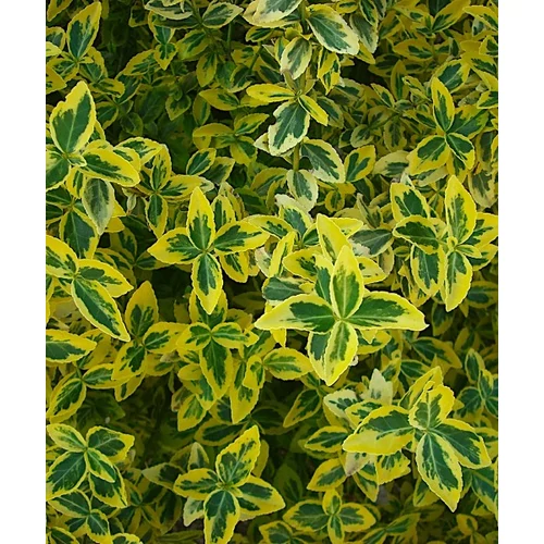 Euonymus fortunei Emerald' n Gold - Kúszó kecskerágó