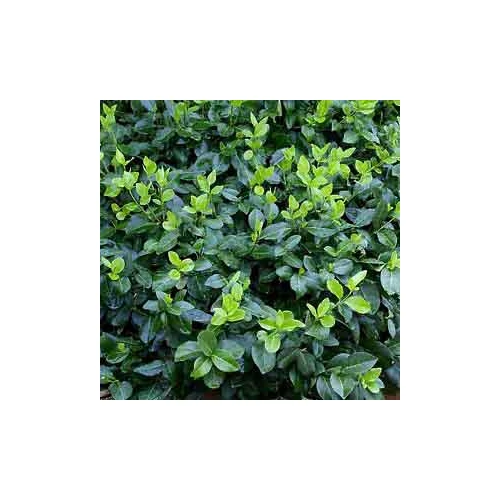 Euonymus fortunei 'Hort's Blaze' - Zöld levelű talajtakaró kecskerágó