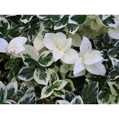 Euonymus fortunei 'Silver Queen' - 