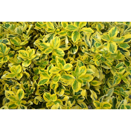 Euonymus fortunei 'Sunspot' - Sárga-tarka levelű kecskerágó