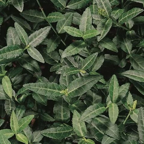 Euonymus fortunei 'Tustin' - 
