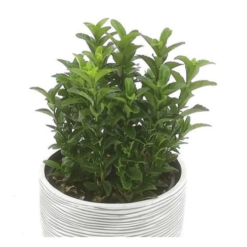 Euonymus japonicus 'Green Spire'Oszlopos japán kecskerágó
