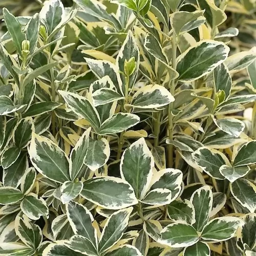 Euonymus japonicus 'Bravo' - Tarkalevelű japán kecskerágó