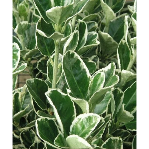 Euonymus japonicus Kathy - Tarkalevelű japán kecskerágó