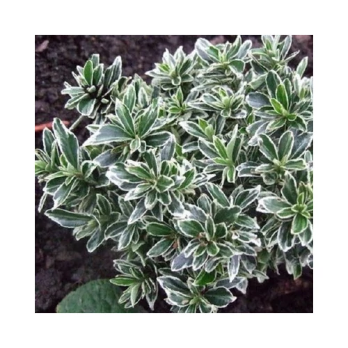 Euonymus japonicus 'Microphyllus Albovariegatus' - Fehér-tarka kislevelű kecskerágó