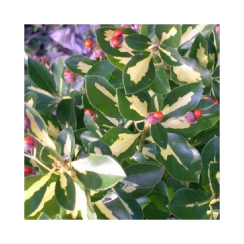 Euonymus japonicus 'Microphyllus Aureovariegatus' - Sárga-tarka kislevelű kecskerágó
