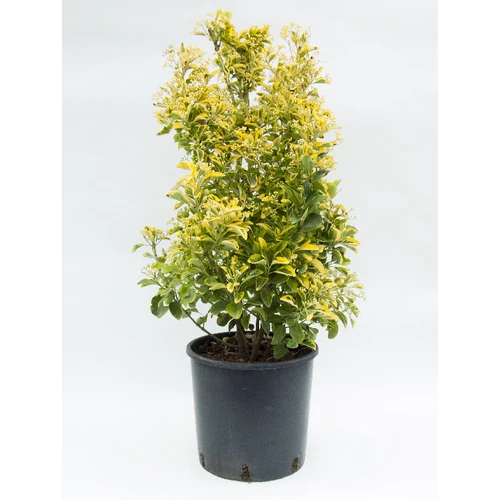 Euonymus japonicus 'Ovatus Aureus' - Sárga szegélyű japán kecskerágó