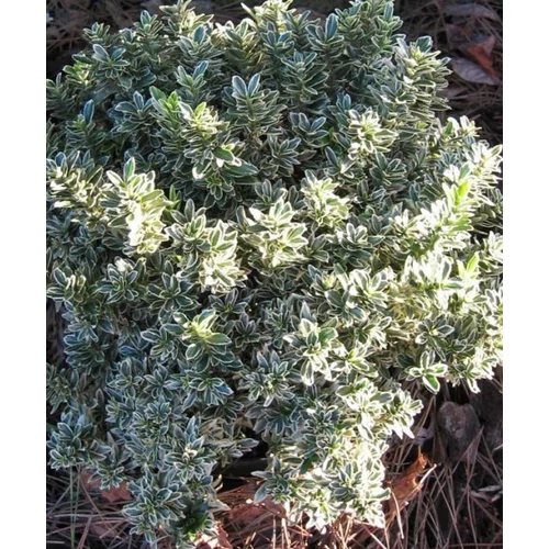 Euonymus microphyllus Albovariegatus - Aprólevelű japán kecskerágó