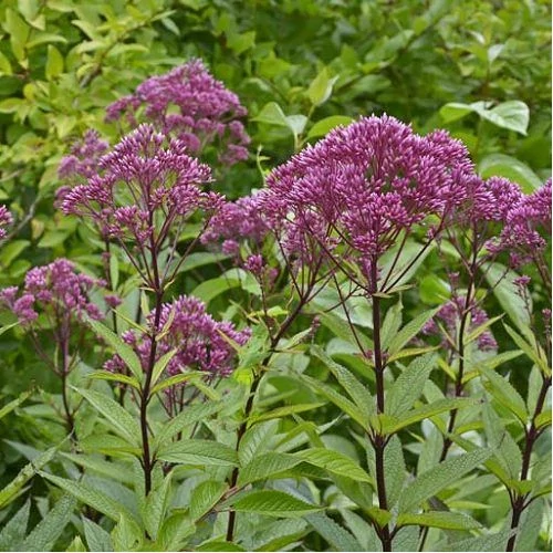 Eupatorium dubium 'Baby Joe' (Sédkender)