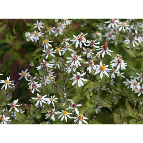 Eurybia (syn. Aster) divaricata 'Beth Chatto' (Ernyős őszirózsa)