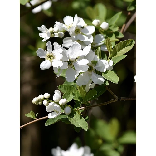 Exochorda racemosa - 