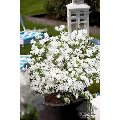 Exochorda racemosa 'Niagara' - 