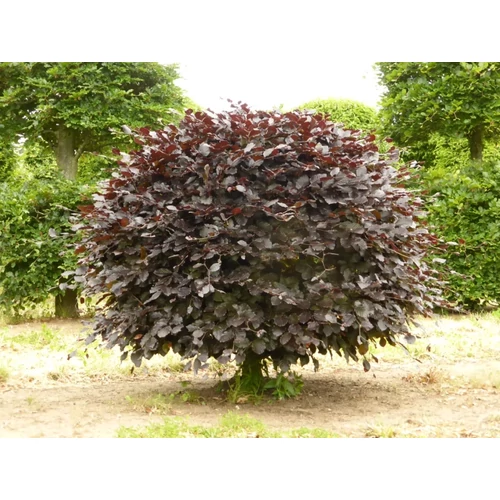 Fagus sylvatica 'Atropunicea' - Vérbükk