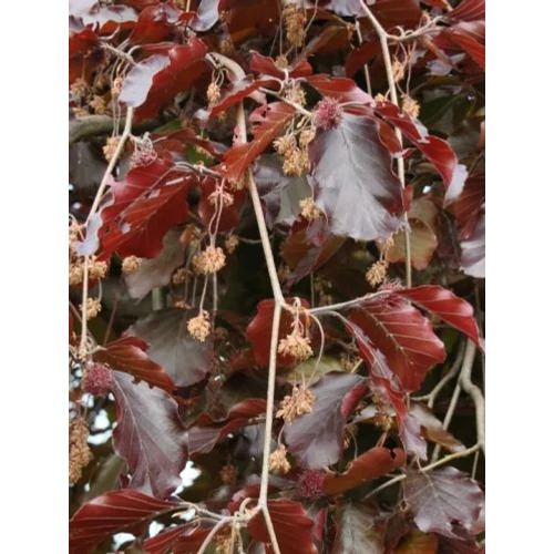 Fagus sylvatica 'Purpurea Pendula' - Szomorú vérbükk