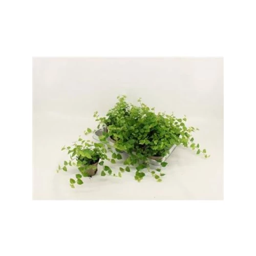 Ficus PU GREEN SUNNY