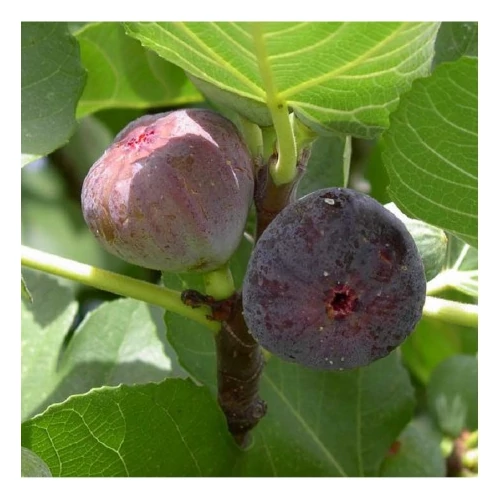 Ficus carica 'Babits' (Közönséges füge)
