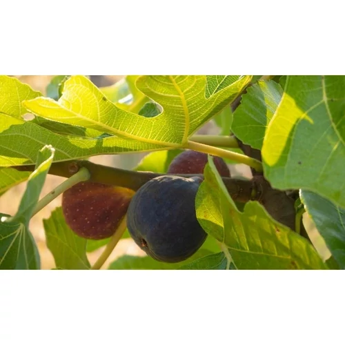Ficus carica 'Smyrna' (Közönséges füge)