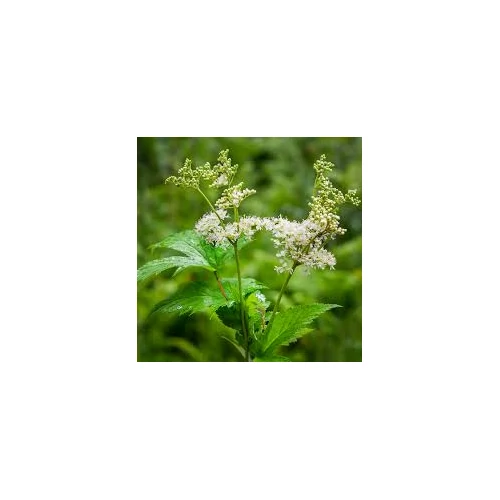 Filipendula ulmaria-Réti legyezőfű kerti tavi növény