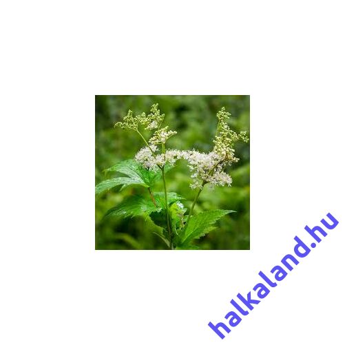 Filipendula ulmaria-Réti legyezőfű kerti tavi növény