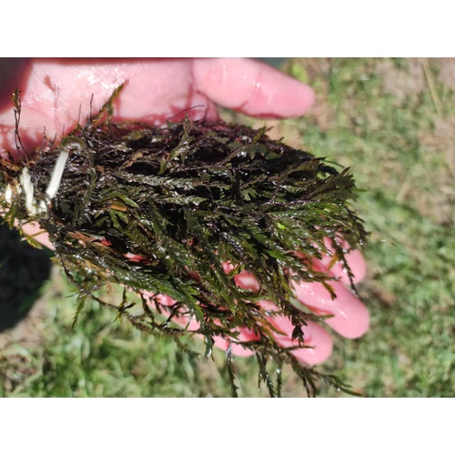 Fontinalis antipyretica – Közönséges forrásmoha