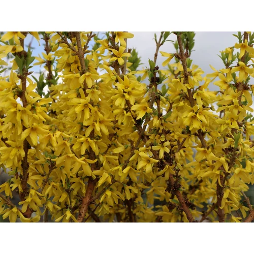 Forsythia intermedia Mikador