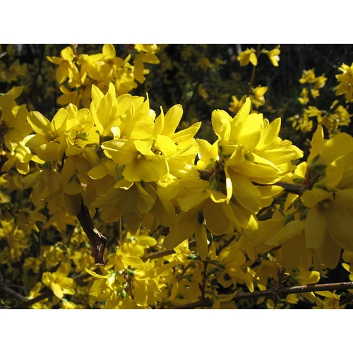 Forsythia intermedia 'Spectabilis' - 