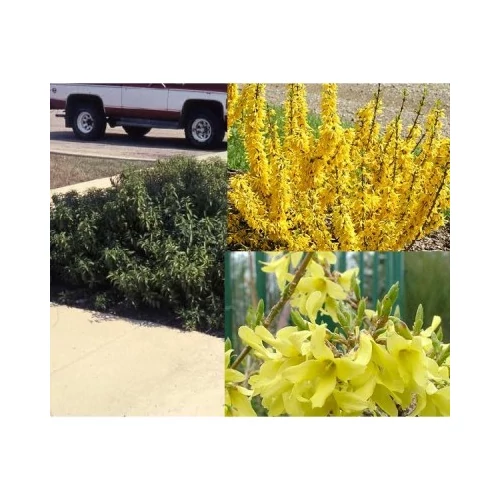 Forsythia viridis 'Weber's Bronx' - Törpe aranyvessző