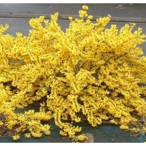 Forsythia x intermedia 'Goldzauber' - Törpe aranyvessző