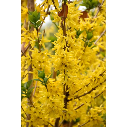 Forsythia x intermedia 'Mélée d'Or' (Courtaneur) - Törpe aranyvessző