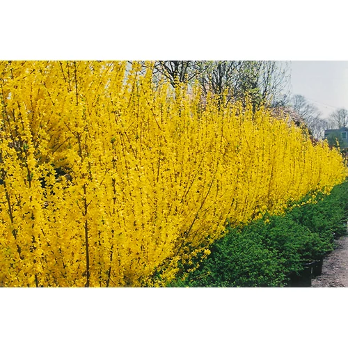 Forsythia x intermedia 'Mikador'® - Törpe aranyvessző