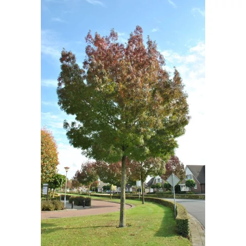 Fraxinus angustifolia - Keskenylevelű kőris