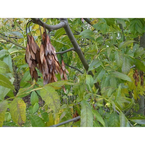 Fraxinus excelsior - Magas kőris