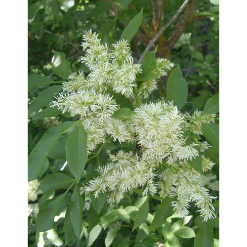 Fraxinus ornus - Virágos kőris