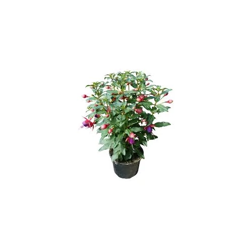 Fuchsia 14 cm-es cserépben