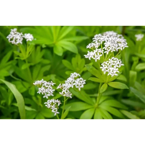 Galium odoratum (Szagos müge)