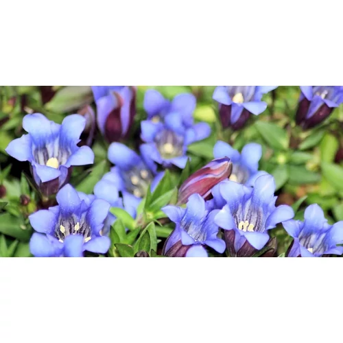 Gentiana acaulis (Széleslevelű tárnics)