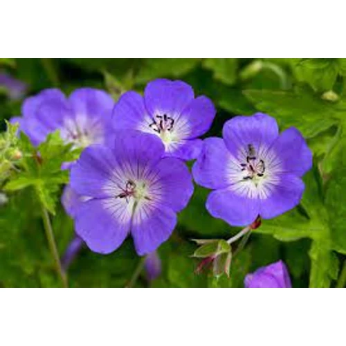 Geranium  'Rozanne' (Gólyaorr)